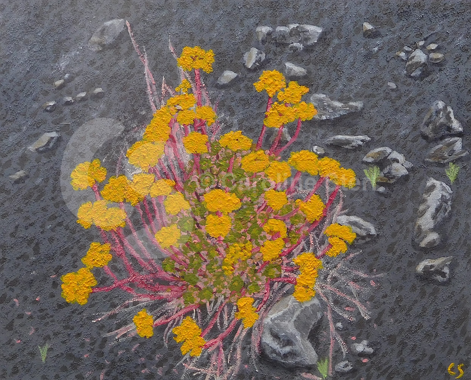 Painting: Bejequillo Canario